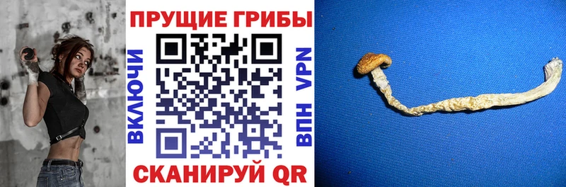 Псилоцибиновые грибы прущие грибы  даркнет сайт  Нягань 